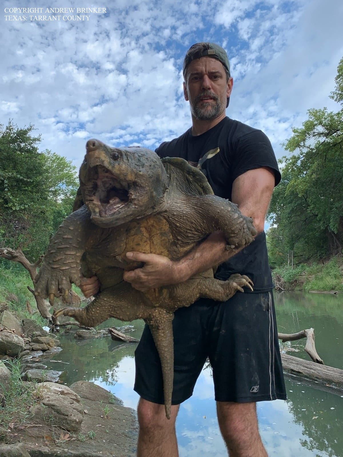 The Triumph of Turtles in Urban DFW – Nov 3 Wed – NTMN meeting Online or In Person!