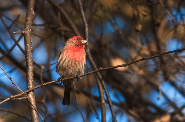 Backyard Birding & Audubon’s 123rd Christmas Bird Count