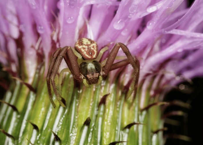 macro photograph of small spider on a pink flower
