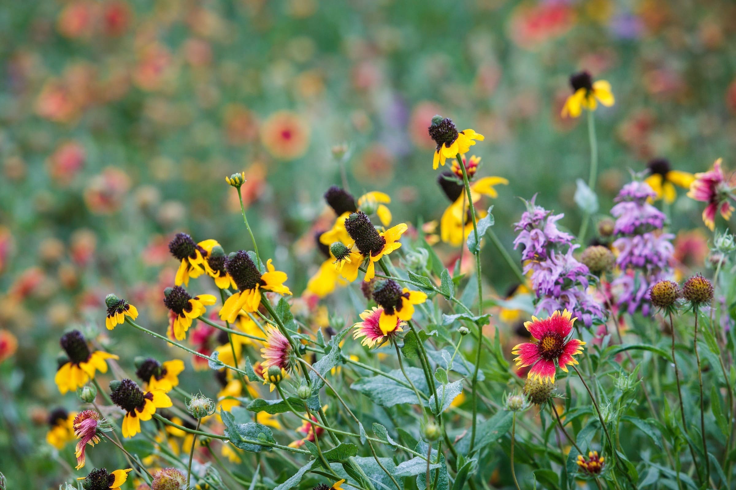 Native Plants and Prairies Day – May 6, 2023