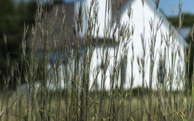 NTMN Chapter Meeting- Wednesday, September 3rd- Prairies and Pollinator Gardens: Three Stories