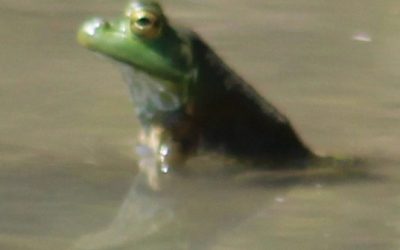 NTMN November Chapter Meeting: Herping the Metroplex