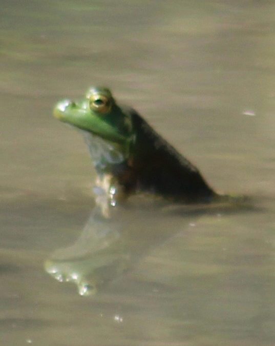 NTMN November Chapter Meeting: Herping the Metroplex