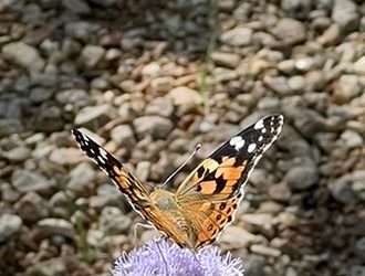 NTMN March Chapter Meeting: Using Native Texas Plants to Establish Wildlife Habitat
