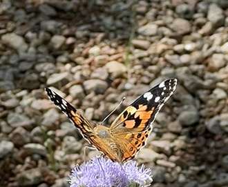 NTMN March Chapter Meeting: Using Native Texas Plants to Establish Wildlife Habitat