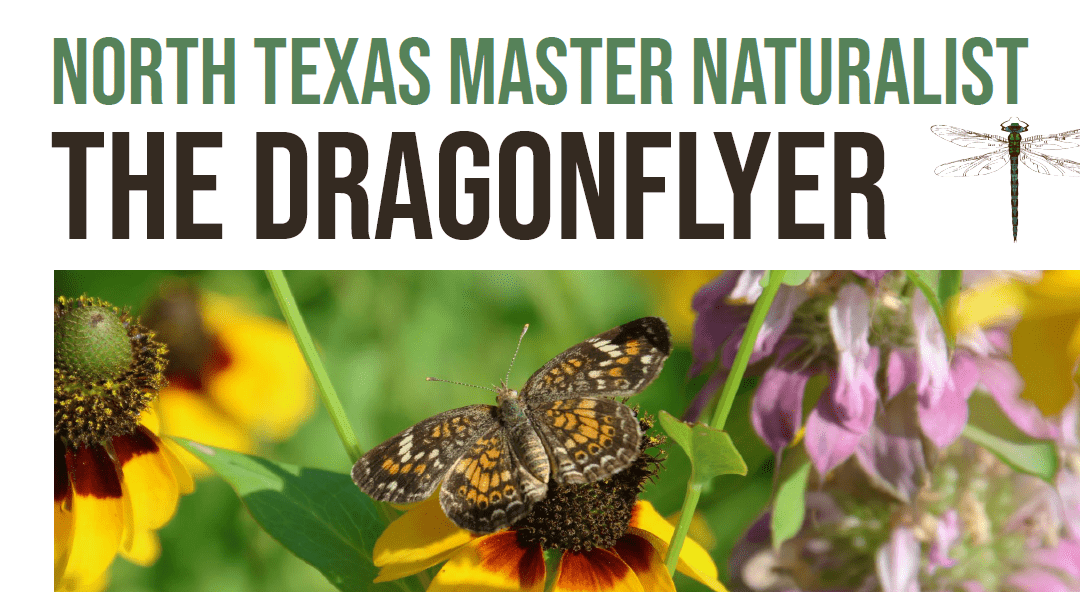 Spring 2026 Dragonflyer Newsletter Has Arrived!