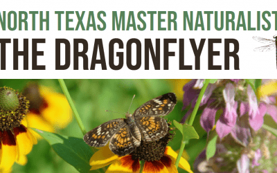 Spring 2026 Dragonflyer Newsletter Has Arrived!